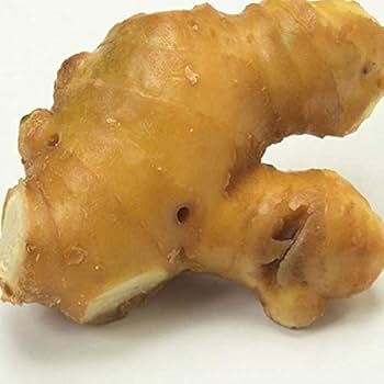 Tomozo 高知県産 生姜 しょうが B品 20kg 楽天市場】黄金生姜 1kg 国産 生姜 黄金しょうが 高知県産